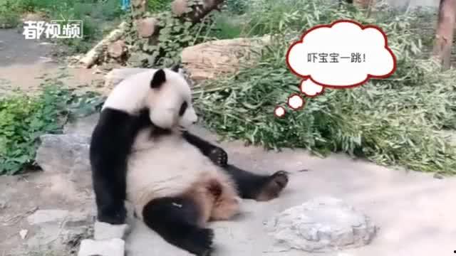 动物最新爆料,揭秘神秘生物生活习性  第2张